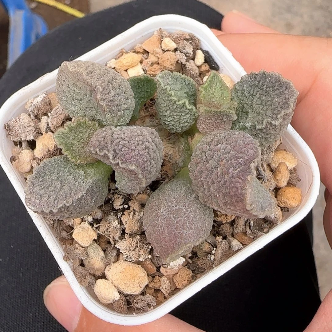 哈默猪肝多肉水泡植物