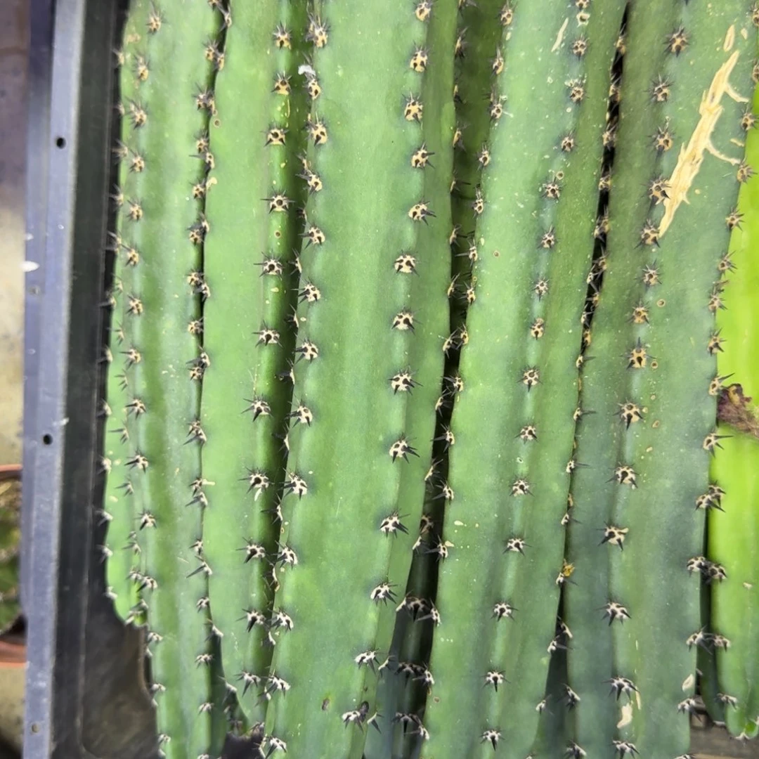 黑刺秀普25公分左右无根侧牙，20包邮