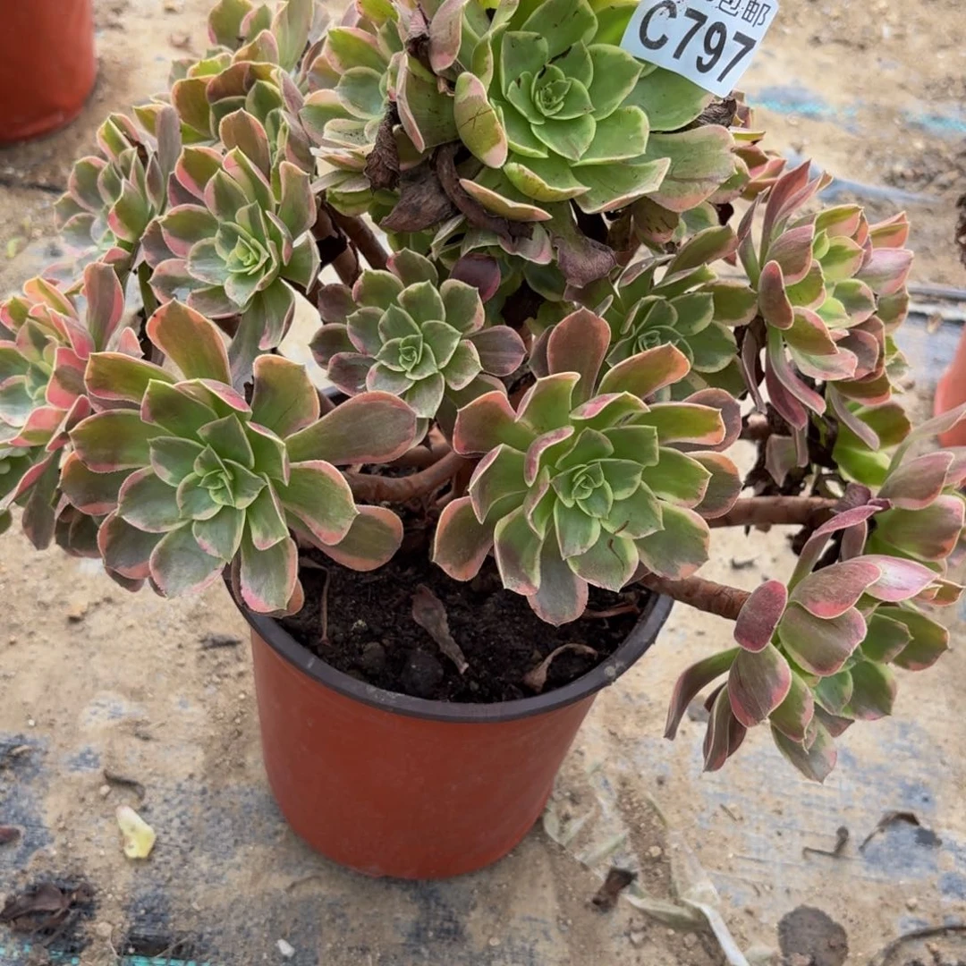 797多肉植物捧花的时候