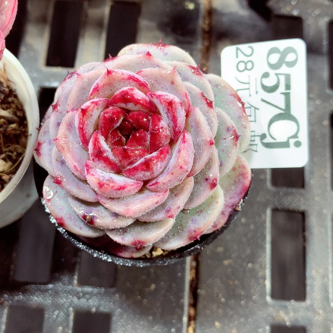 5厘米盆精控多肉857