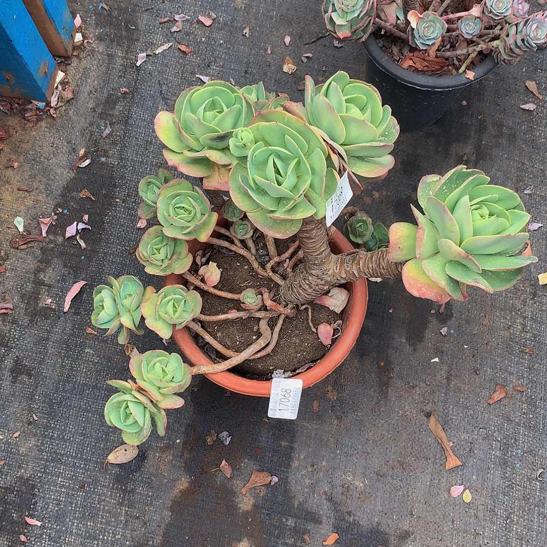 向***葵        碧桃17068