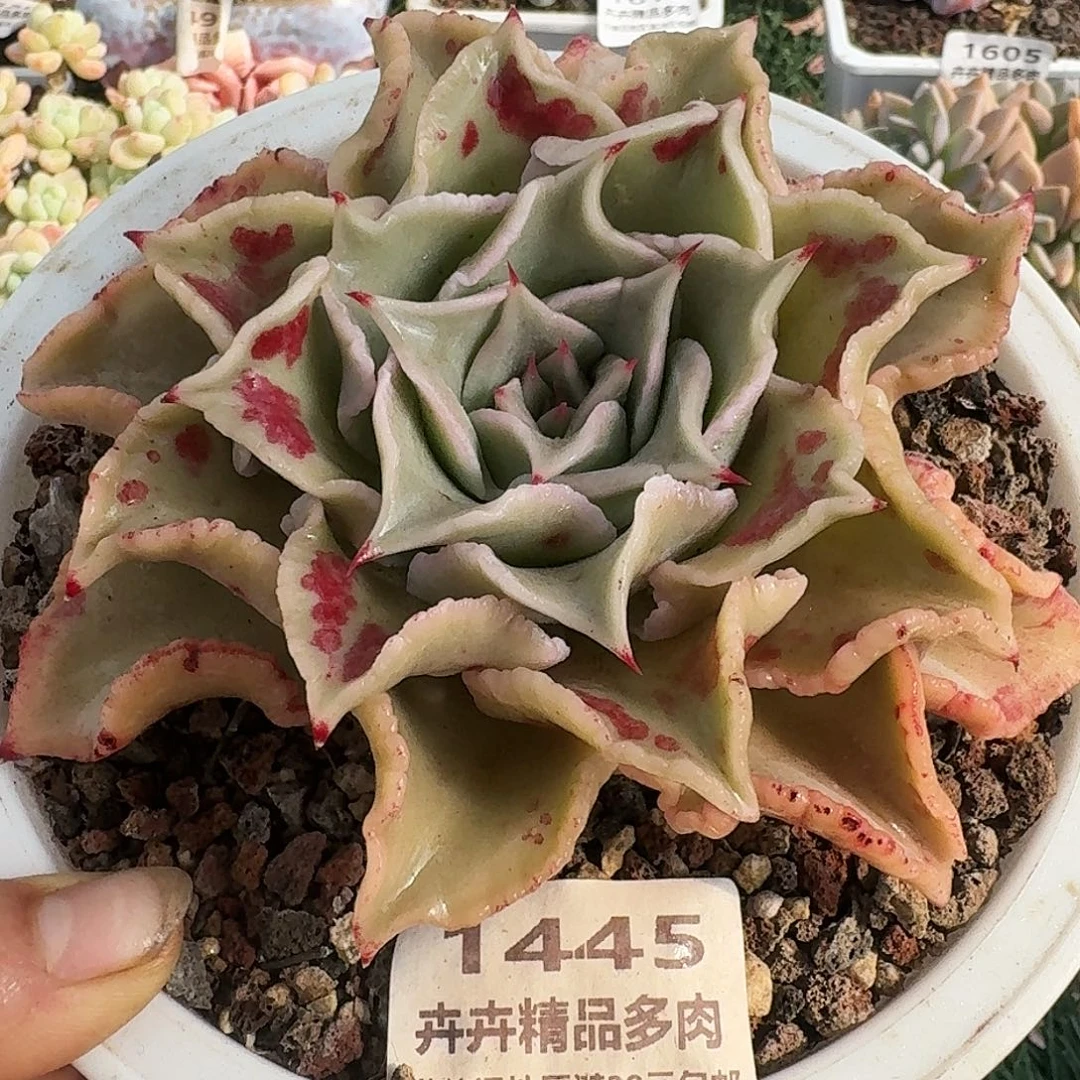 1445一物一拍（满28包邮）