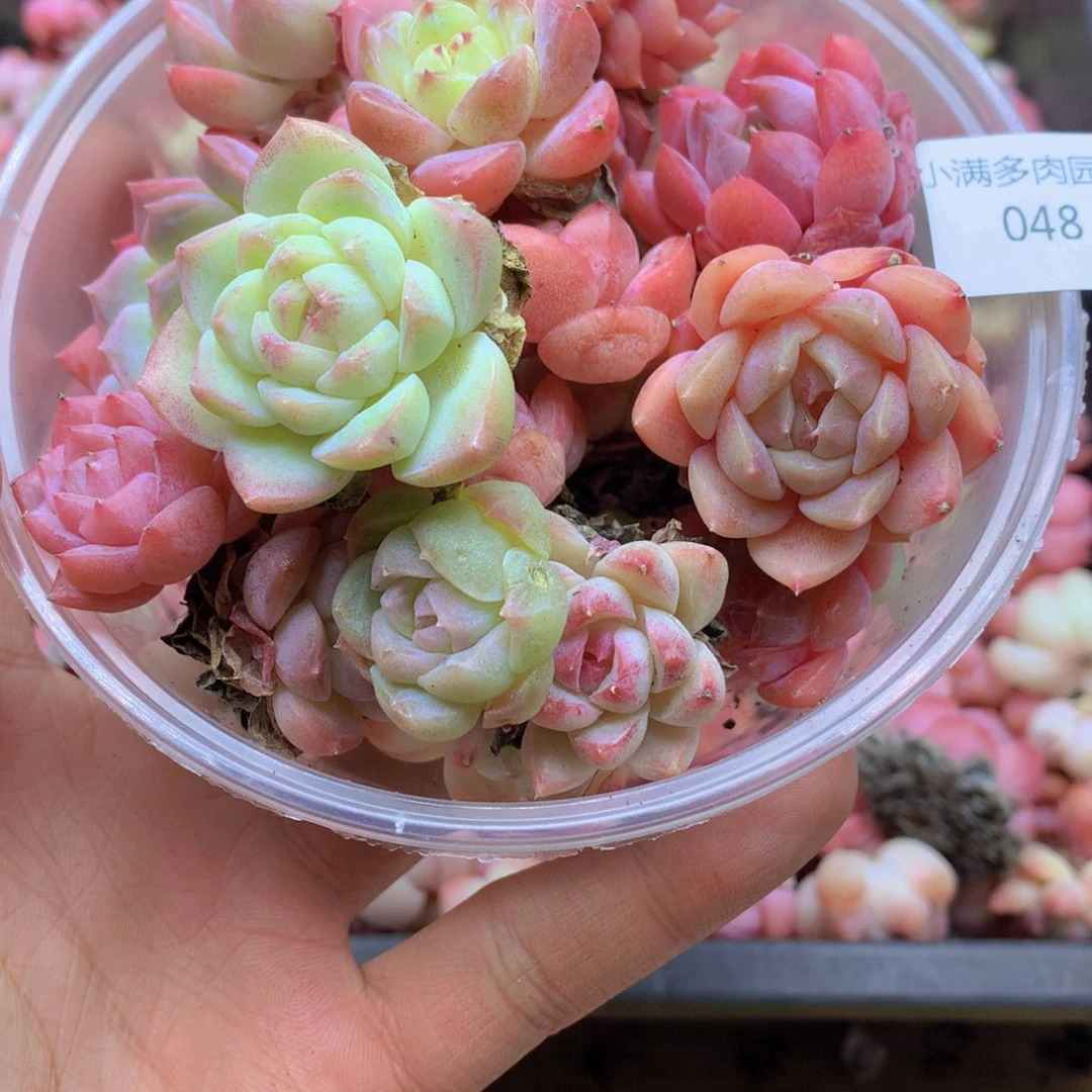 我要去看你了啊我的048