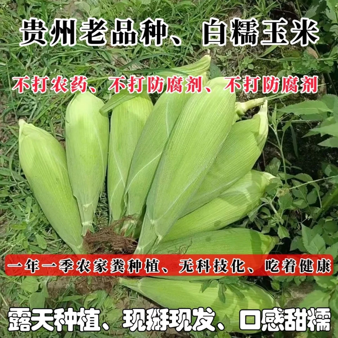 贵州农家自种老品种白糯玉米新鲜甜玉米现摘玉米棒子甜糯带壳