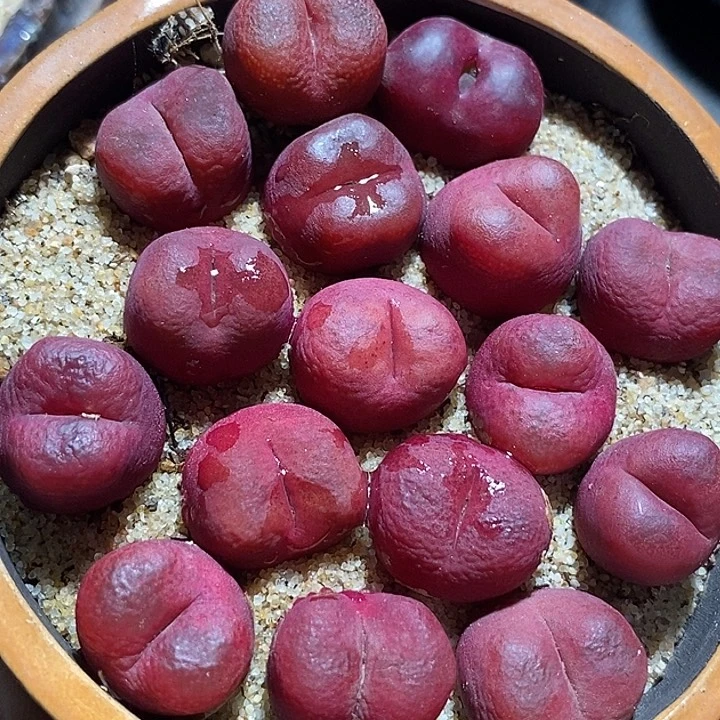 8558吕氏桃花sp样本一颗