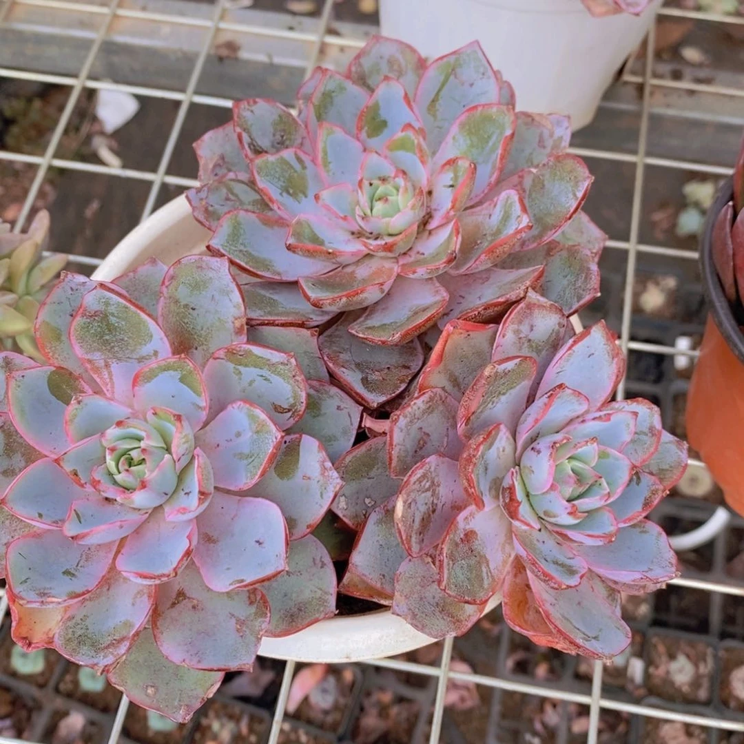 血斑赫拉三头起发老桩