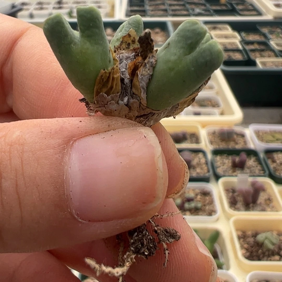 777 好看的多肉冲冲冲