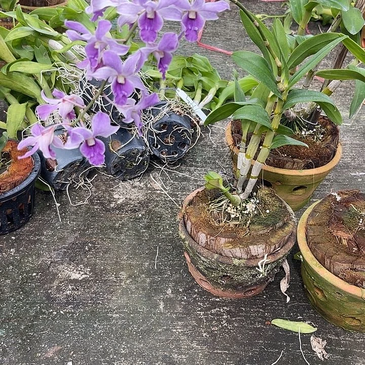 当前无花朵，栽培后可花朵CJ中奖508