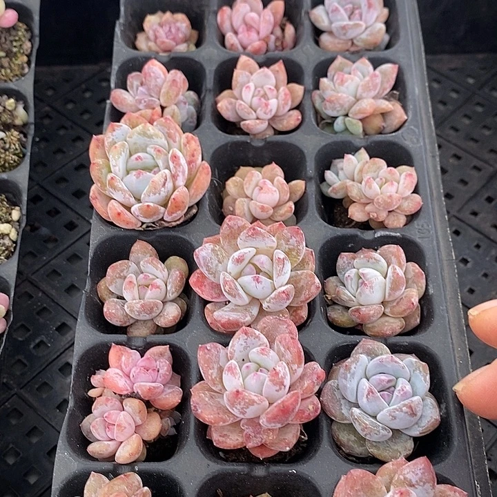 36 多肉植物盆栽花卉