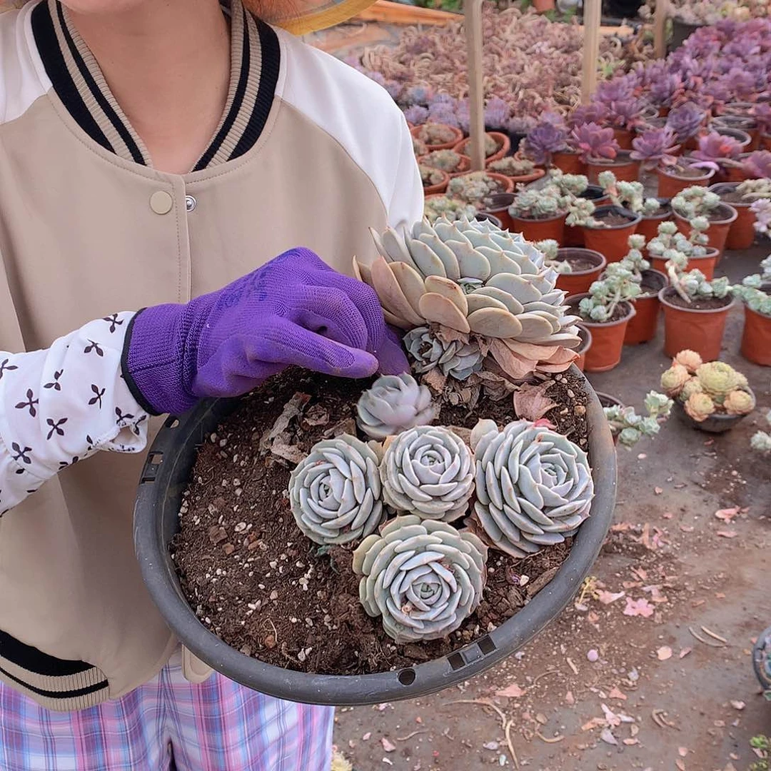 露娜连多头9.9 多肉植物