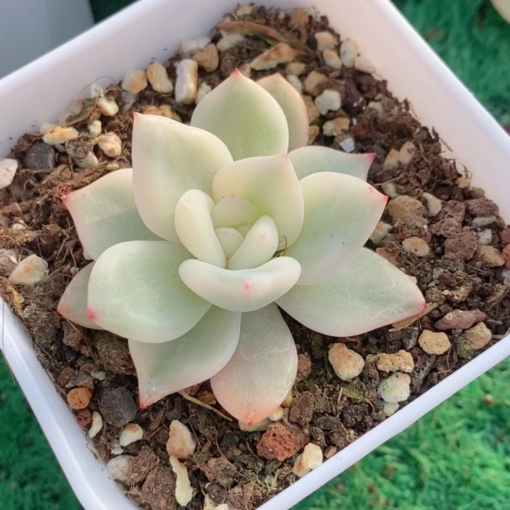 拾***案伊丽莎白锦多肉锦