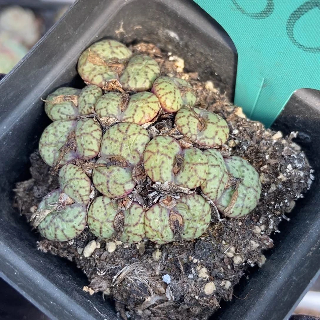 1502安贞多肉植物