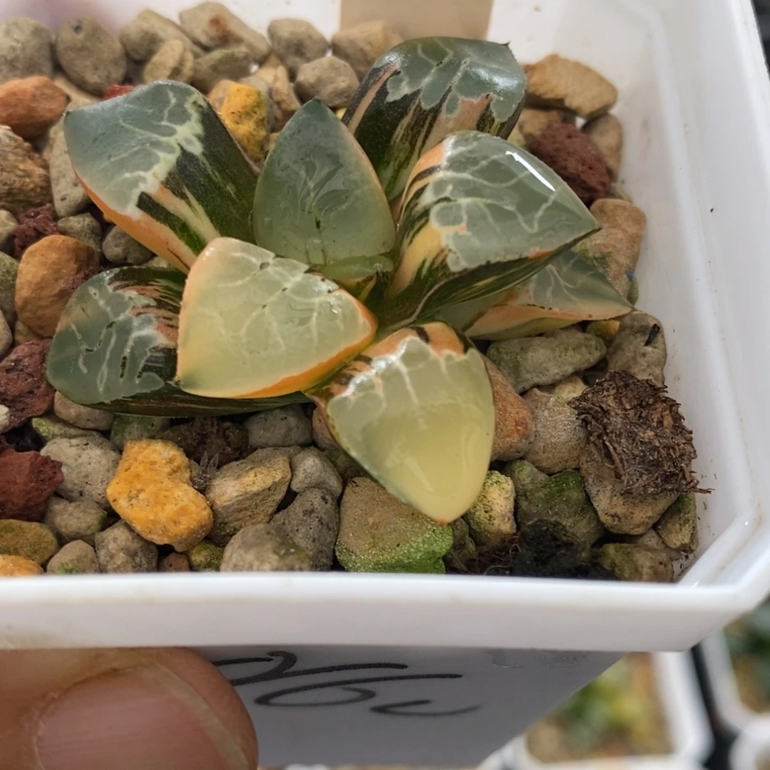 284号火凤凰克锦多肉