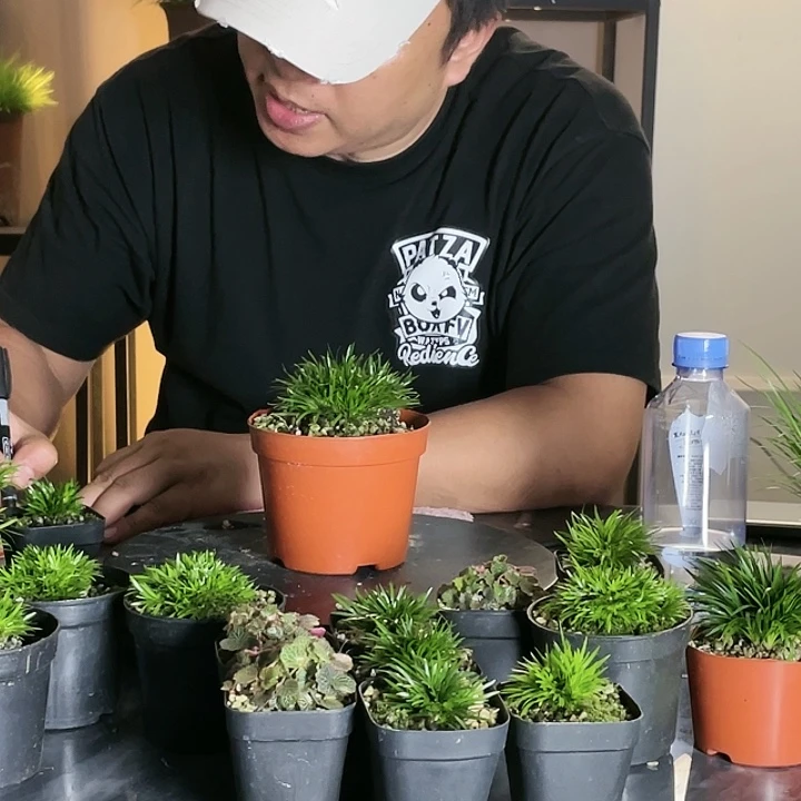 【闪购商品】不开花植物