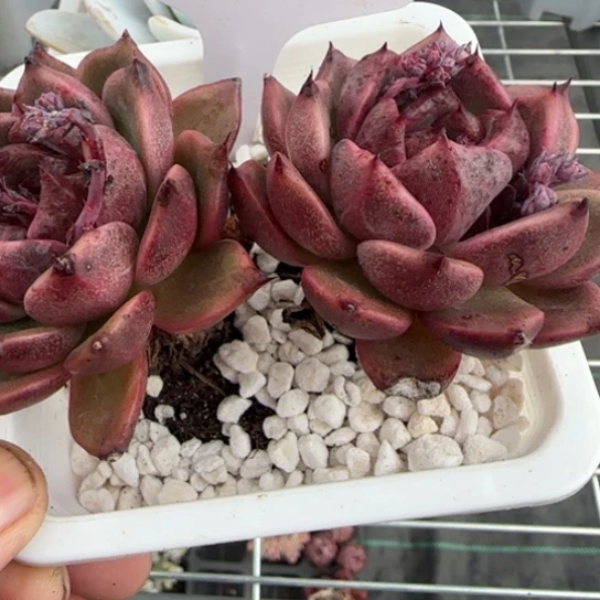 93黑水晶一物一拍多肉