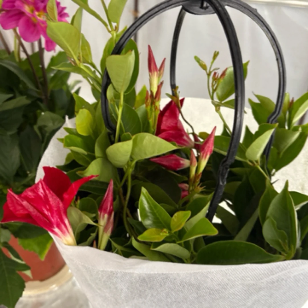 飘香藤盆栽双喜藤花卉四季开花爬藤植物庭院阳台绿植