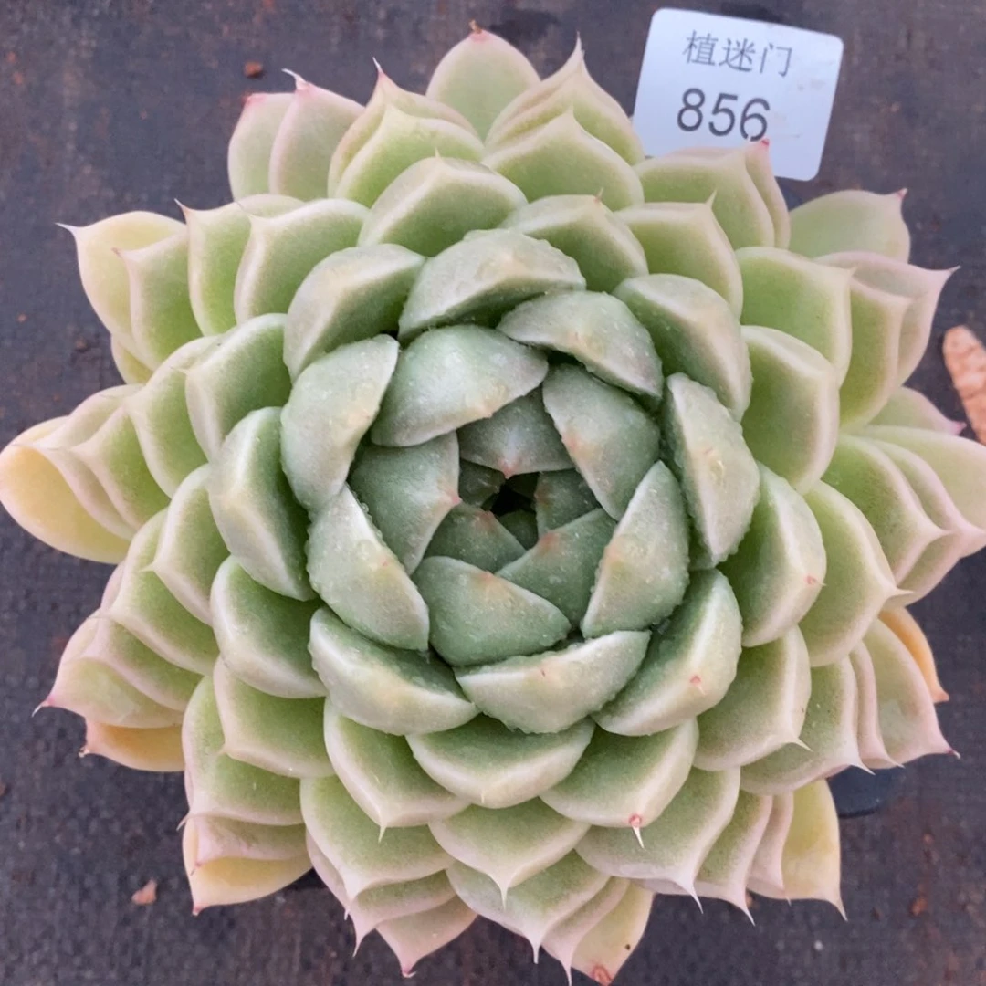 梦*?杂交精品多肉856