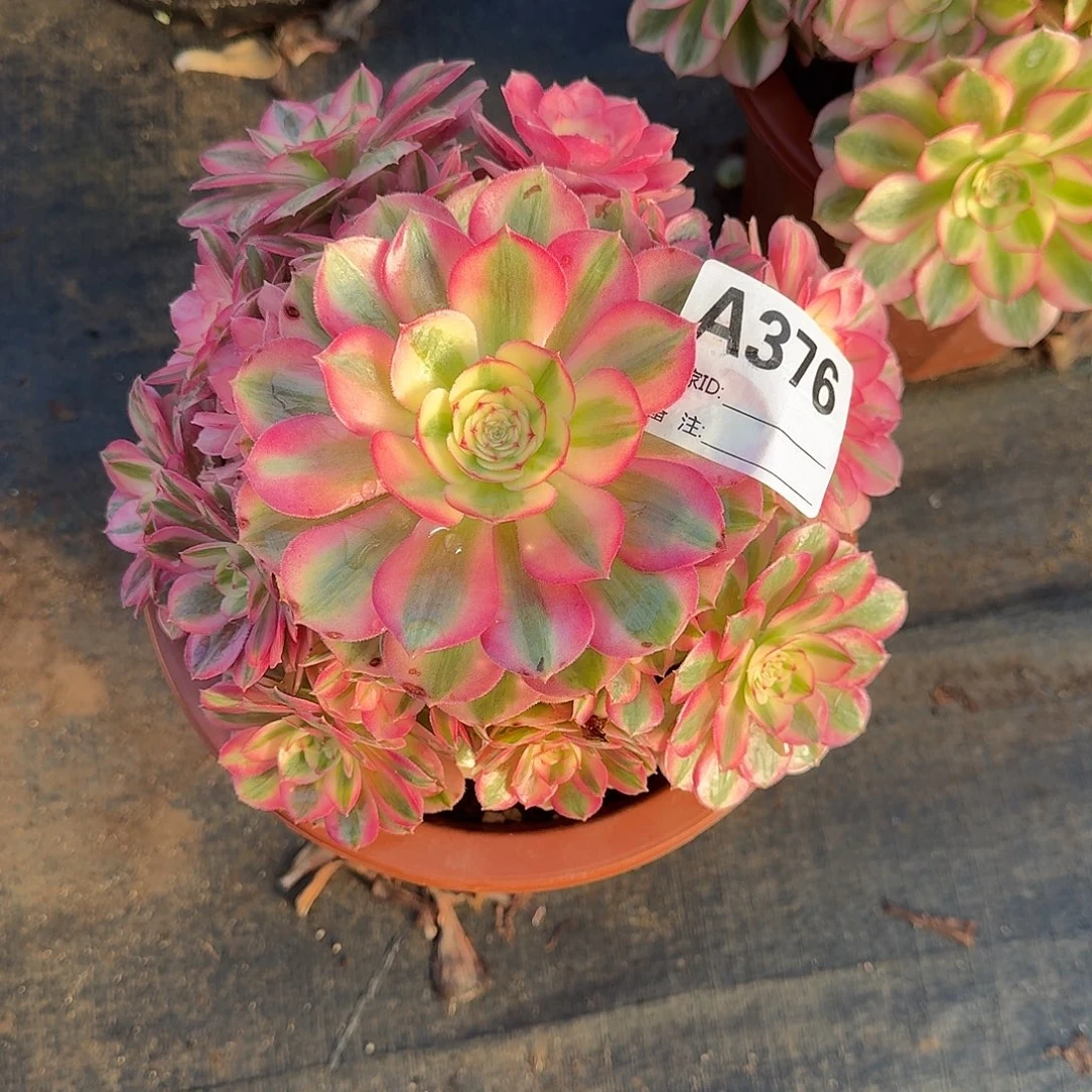 倾城多肉法师a376