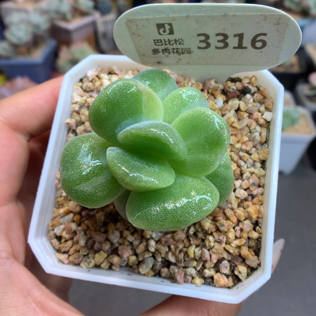 3316冰玉石化大嘴唇绿锦