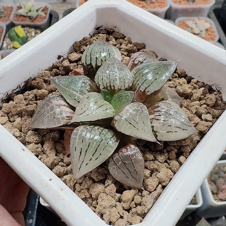 我***子十二卷实生金特选福利