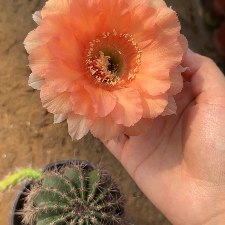 沉***，仙人球美花带根彩39