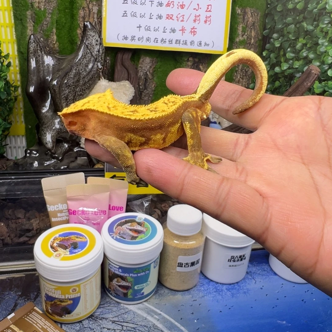 睫角守宫红底奶油翘尾