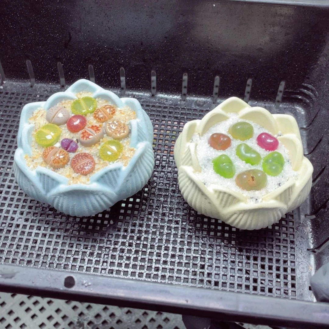 w3647-一份2盆量拍