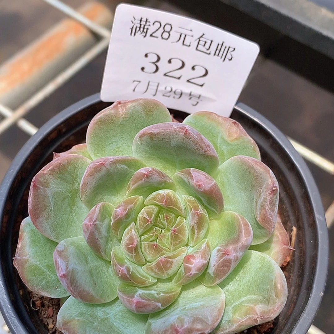【闪购商品】云322号