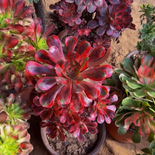 香奈儿9.9多肉植物