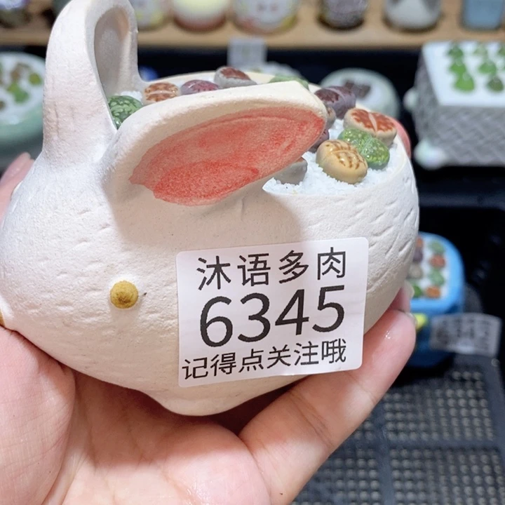带盆土发货 精美盆栽 6345