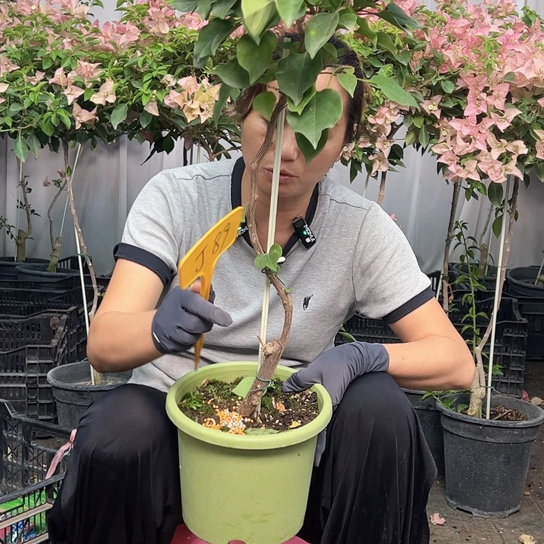 黎***帅当前无花栽培后可以开花J89金色光辉