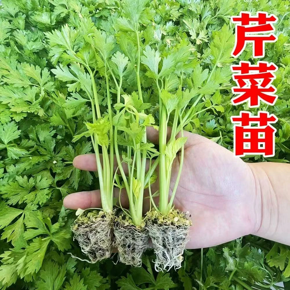 芹菜苗秧苗四季种植小香芹皇后西芹玻璃翠山芹秋冬耐寒盆栽新鲜苗