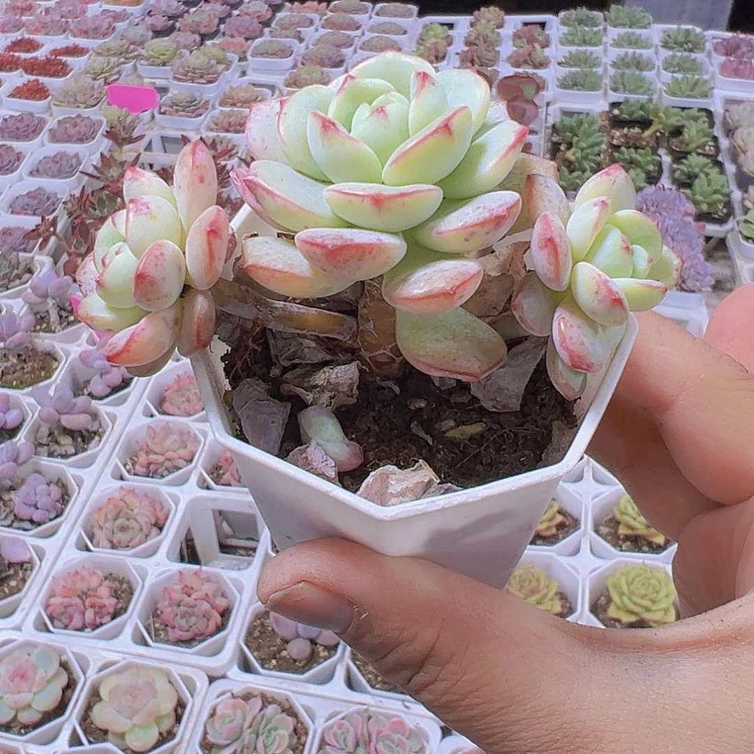 香草19包邮也哦肉植物