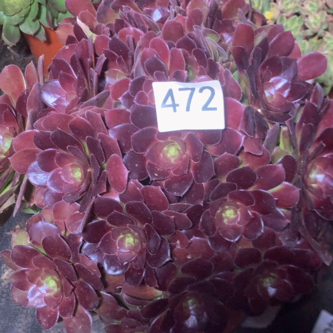 472荷兰玫多肉植物