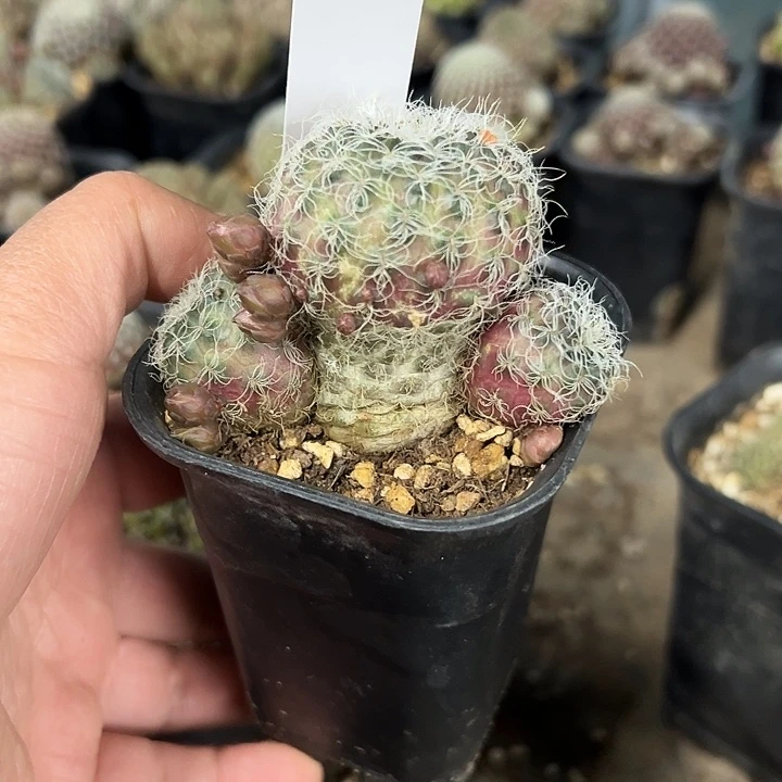166号圣丽丝有花苞