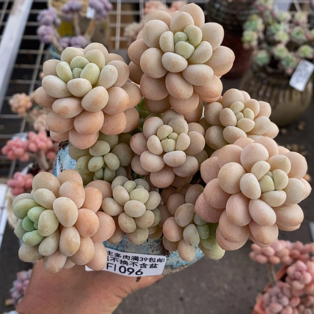 洛可可096/10cm多肉