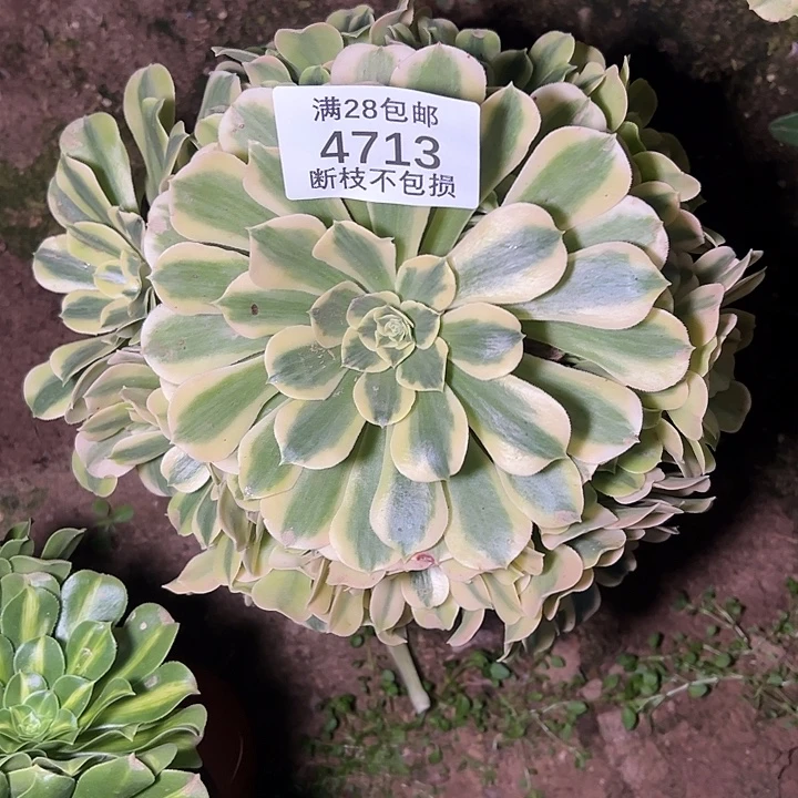 4713绿豆沙多肉植物