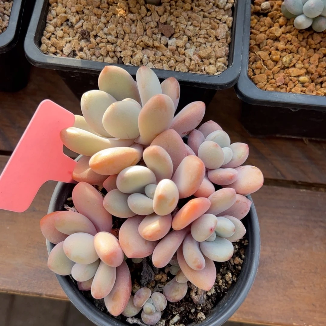 拉拉奶111111111111