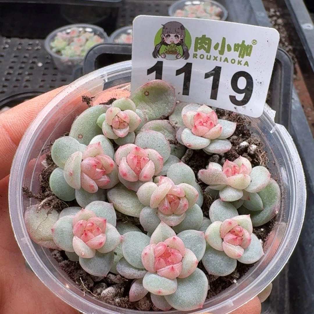 多肉植物多肉植物