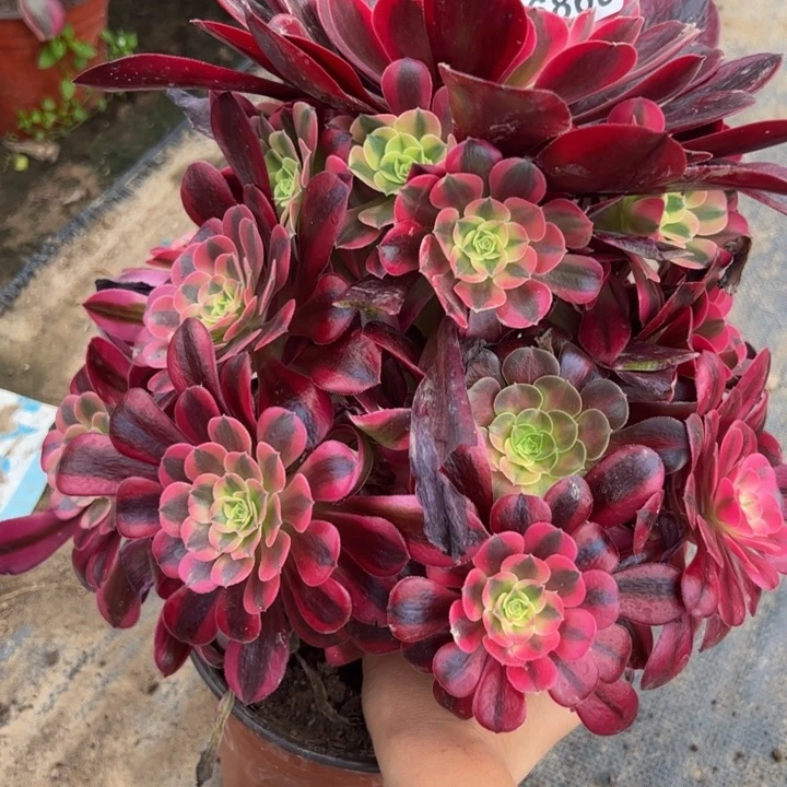 26860美杜莎多肉植物