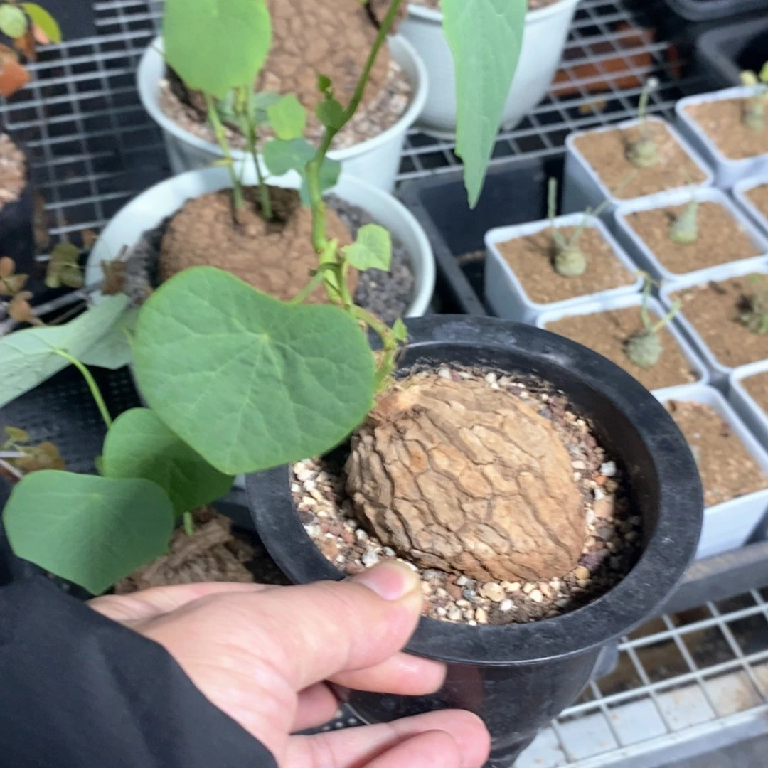 龙甲龟多肉植物一个