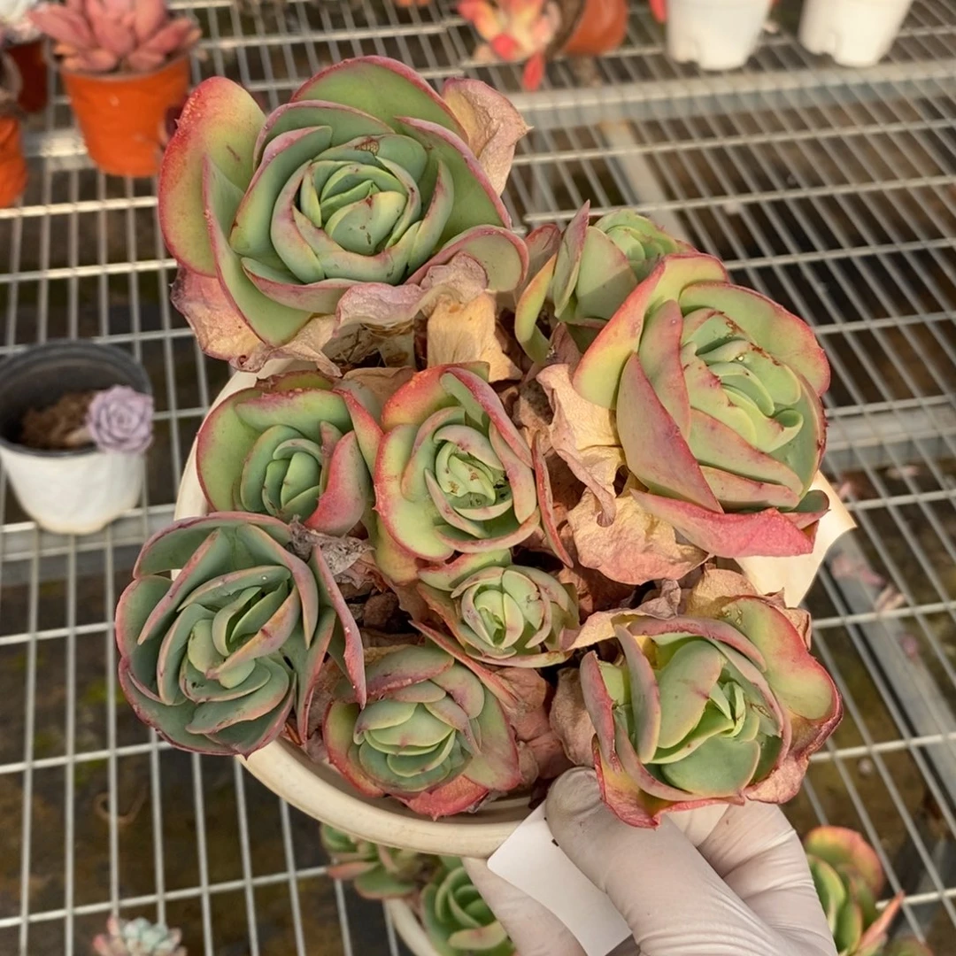 4429碧桃手捧一物一拍