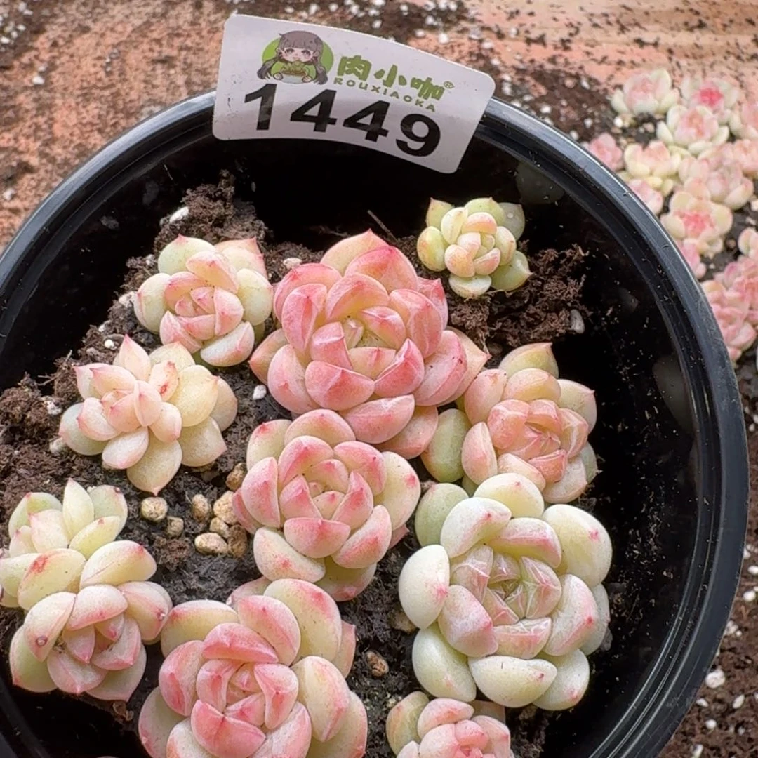 多肉植物多肉植物