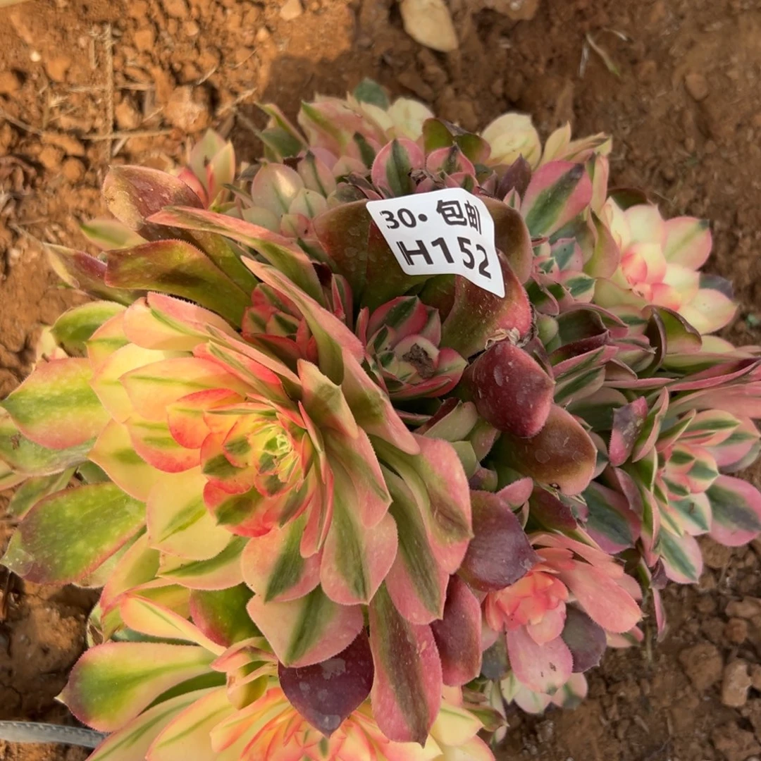 菲*152香妃多肉法师