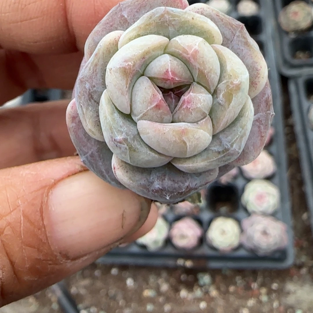 多肉小卡拉米糖心一物一拍