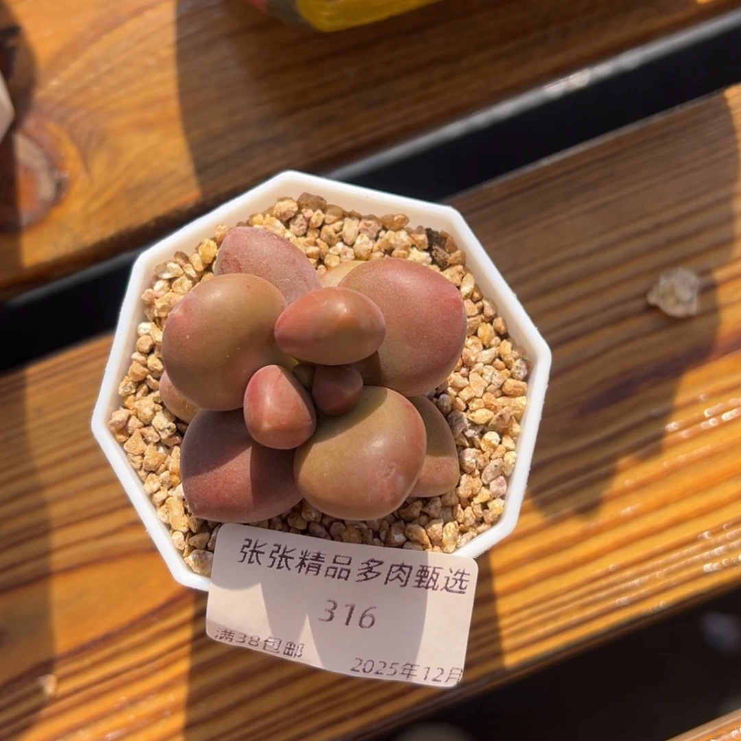 张张精品多肉甄选316