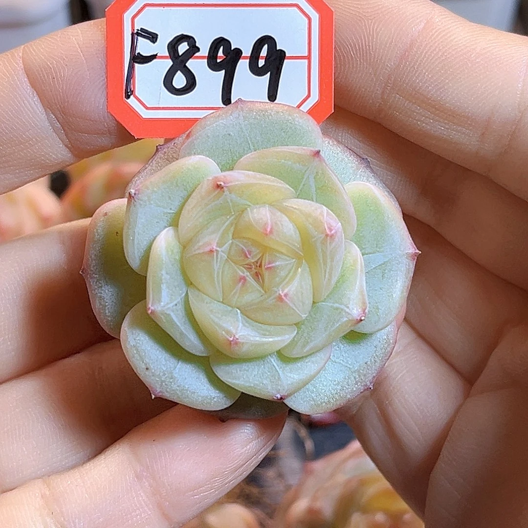 F899一物一拍 糯玉