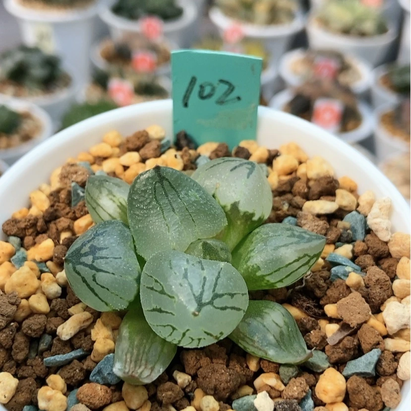 【闪购商品】102杨贵妃
