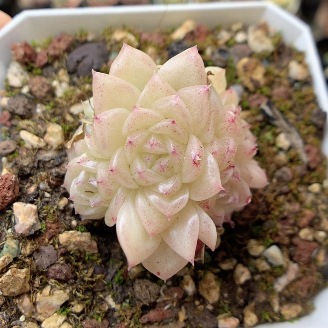 G110 ，20包邮两天凑单偏远地区不发货