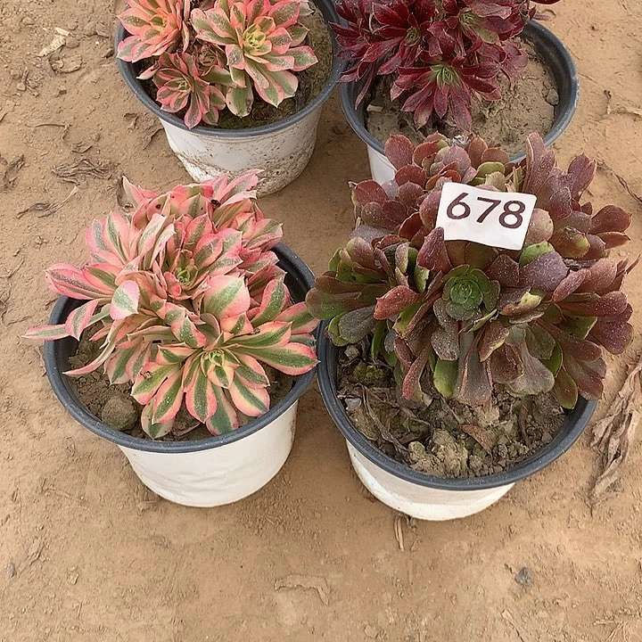 无花朵678女巫➕黑萝莉北